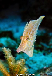 Slender filefish (Monocanthus tuckeri) - Picture taken at... by Gary Carpenter 